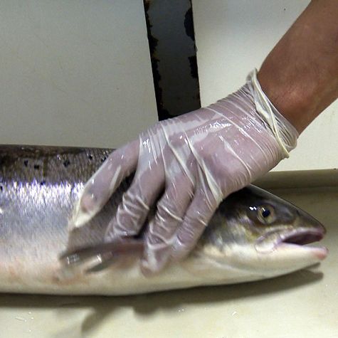 le-saumon-roi