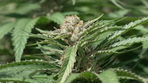 LES BUSINESS LÉGAUX DU CANNABIS