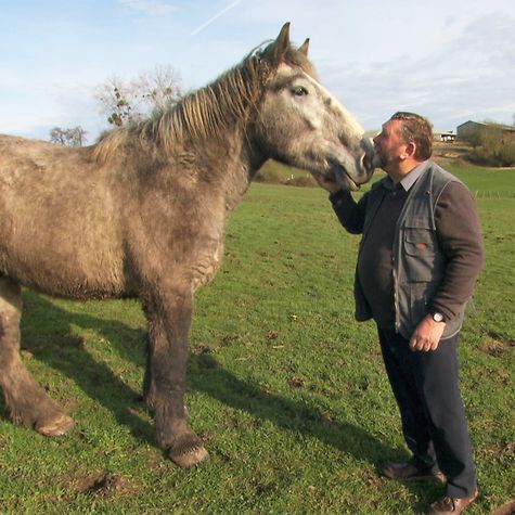 chevaux-de-batailles-une-epopee-normande