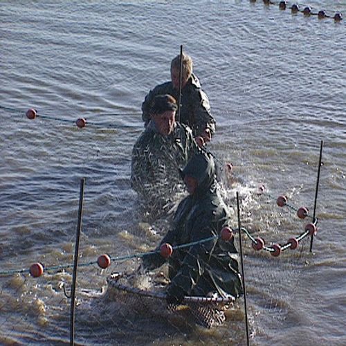 Scènes de pêche en Brenne