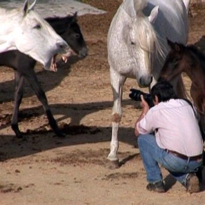 gerald-buthaud-photographe-equin