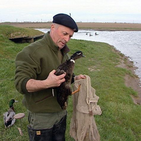 chasse-du-canard-a-la-tonne