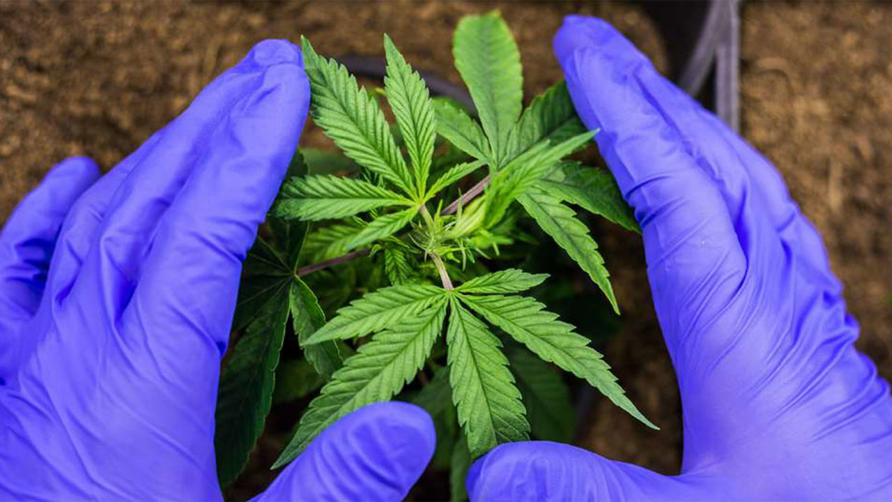 les-business-legaux-du-cannabis