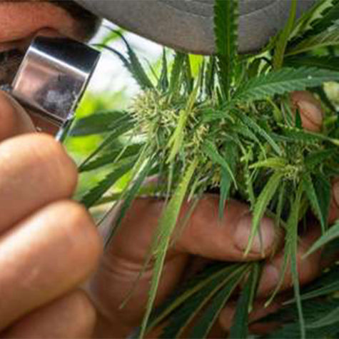 les-business-legaux-du-cannabis
