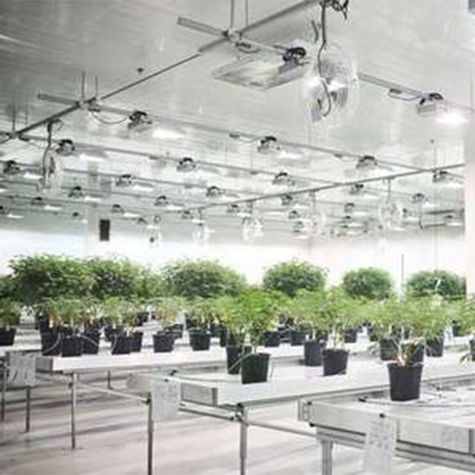 les-business-legaux-du-cannabis