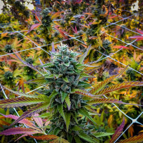 les-business-legaux-du-cannabis