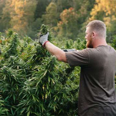 les-business-legaux-du-cannabis