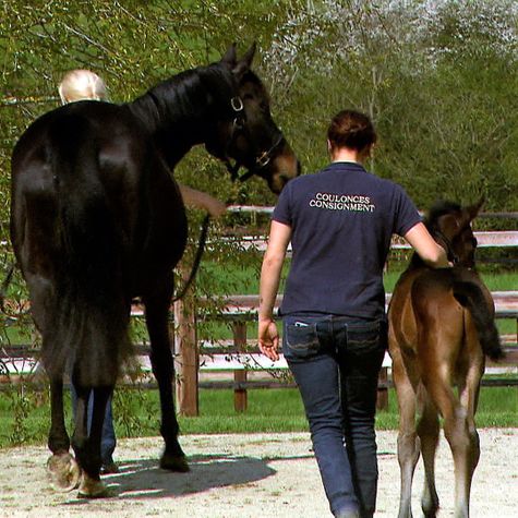 jockey-club-les-cles-d-un-reve