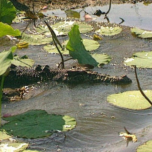 Les dents du fleuve