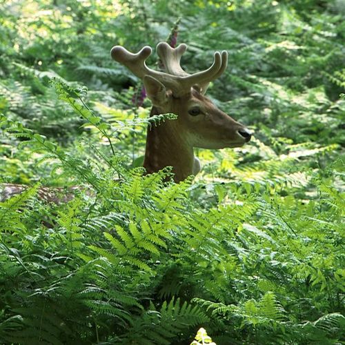 Forêts royales<br>Fontainebleau Rambouillet