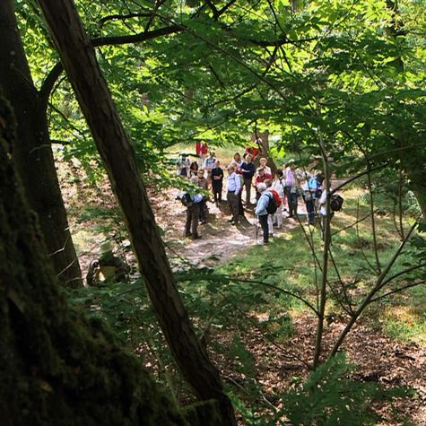 forets-royales-fontainebleau-rambouillet