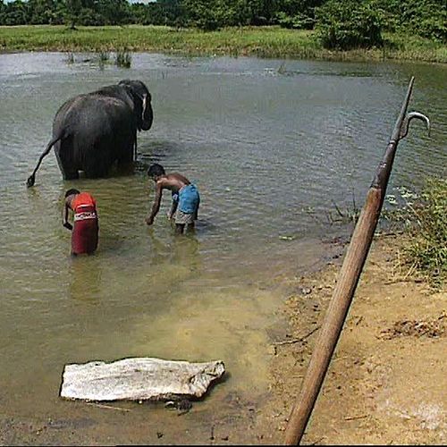 Les derniers rois de la jungle