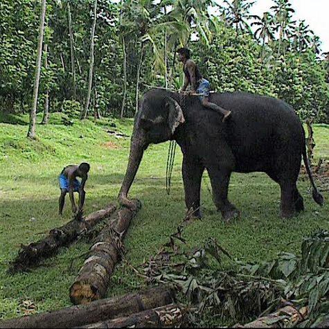 les-derniers-rois-de-la-jungle