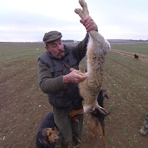 La chasse au lièvre aux chiens courants