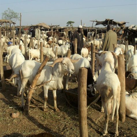 mali-les-paysans-veillent-au-grain