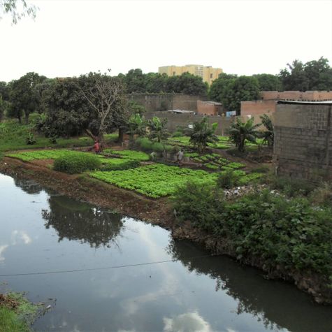 mali-les-paysans-veillent-au-grain