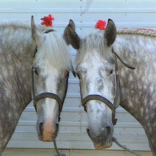 Le Percheron, un amour de cheval