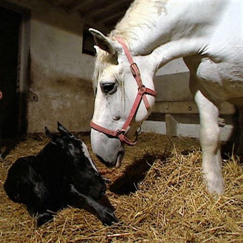 le-percheron-un-amour-de-cheval