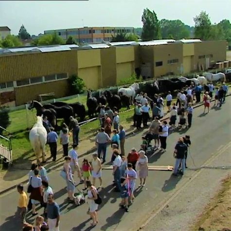 le-percheron-un-amour-de-cheval