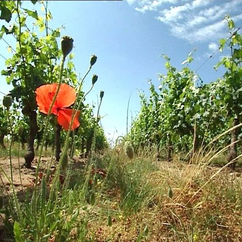 le-sang-de-la-vigne