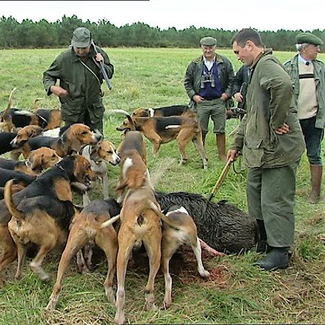 la-chasse-au-sanglier-en-battue