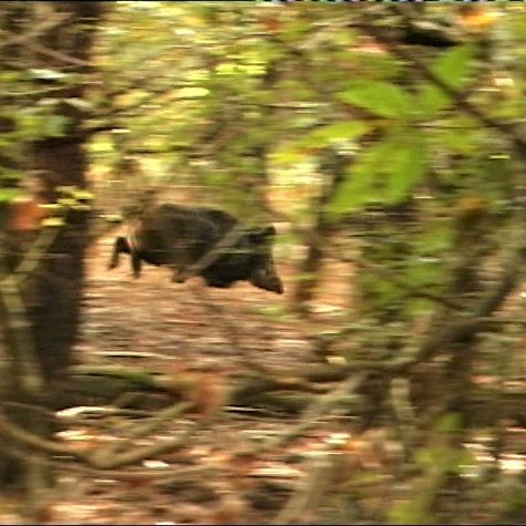 la-chasse-au-sanglier-en-battue