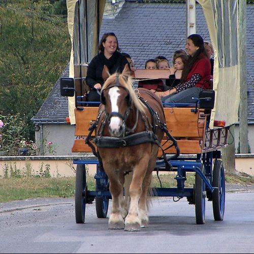 Le retour du Cheval de trait