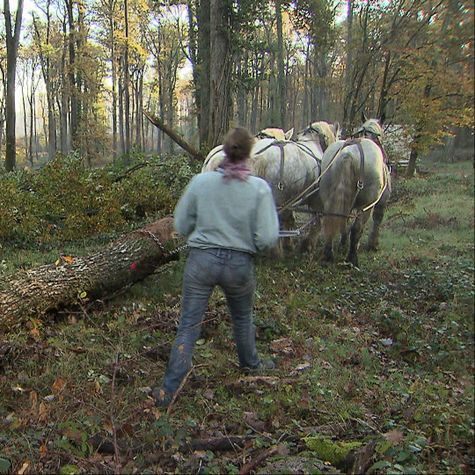 le-retour-du-cheval-de-trait