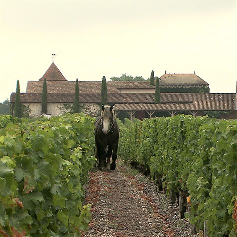 le-retour-du-cheval-de-trait