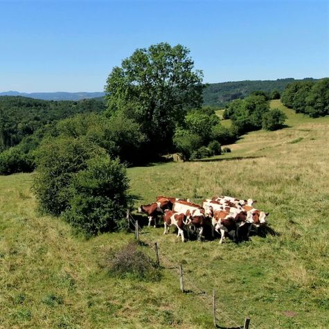 lhistoire-dune-vache-qui-rit